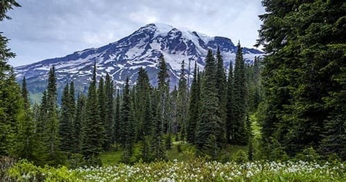Mount Rainier wildflower meadow with alpine hiking vista