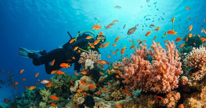 Explore Puerto Rico’s Underwater Wonders: Private Scuba Diving Adventures