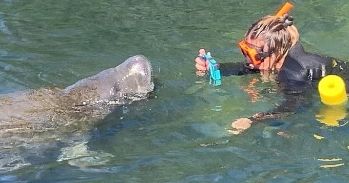 Manatee Galore Adventure in Homosassa Springs, Florida