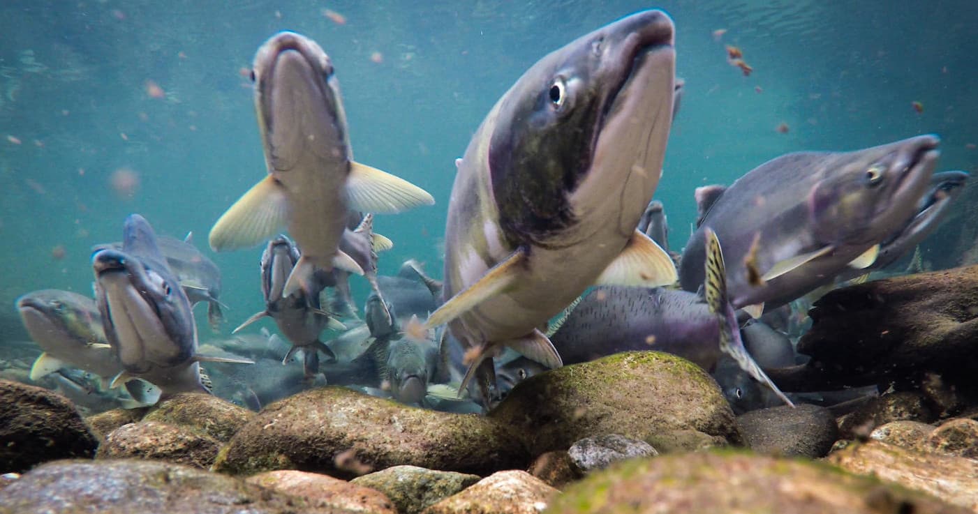 Whistler Year-Round Fishing fleet