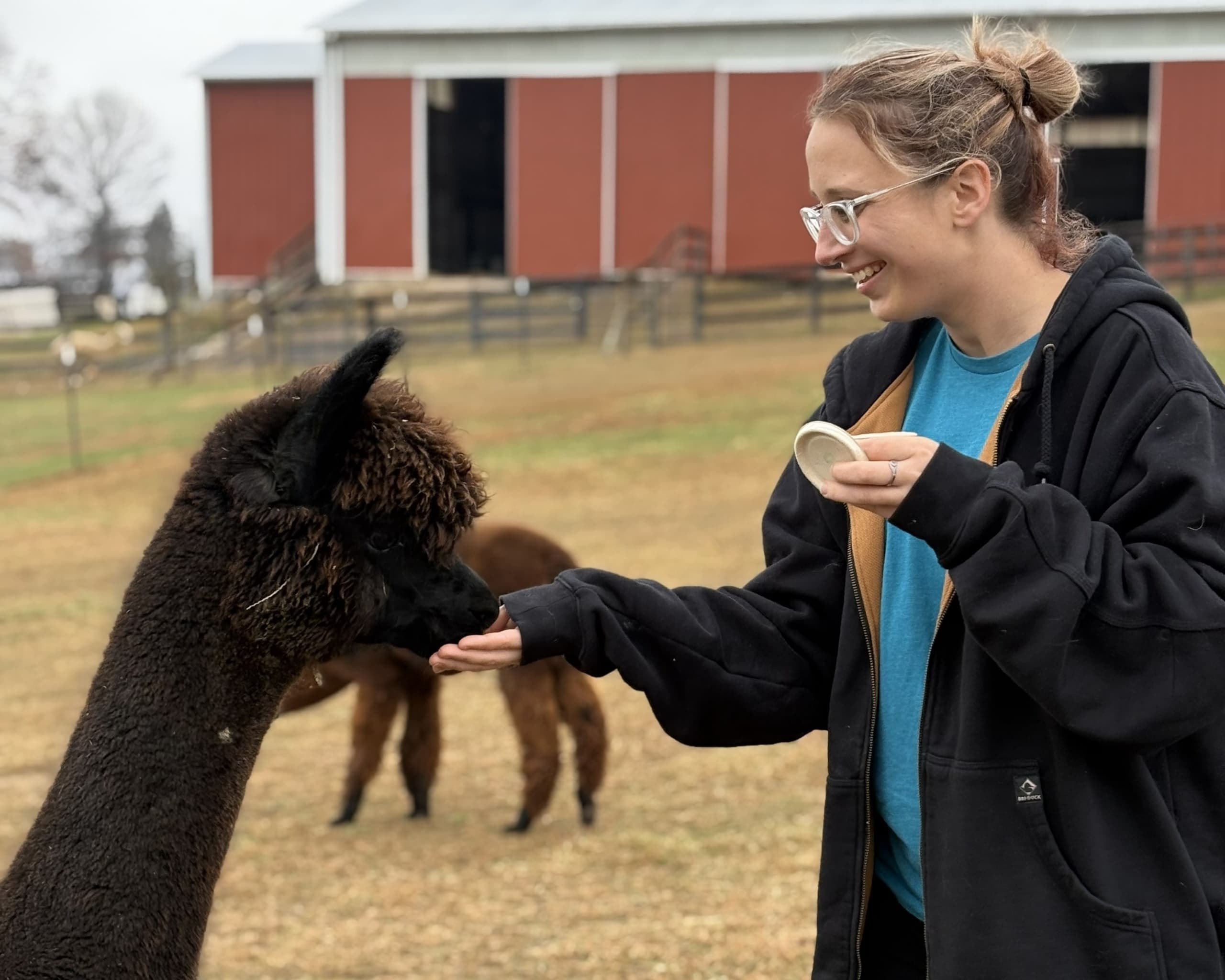 Discover the Premier Alpaca Experience in Finksburg, Maryland: A Hands-On Farm Adventure for All Ages