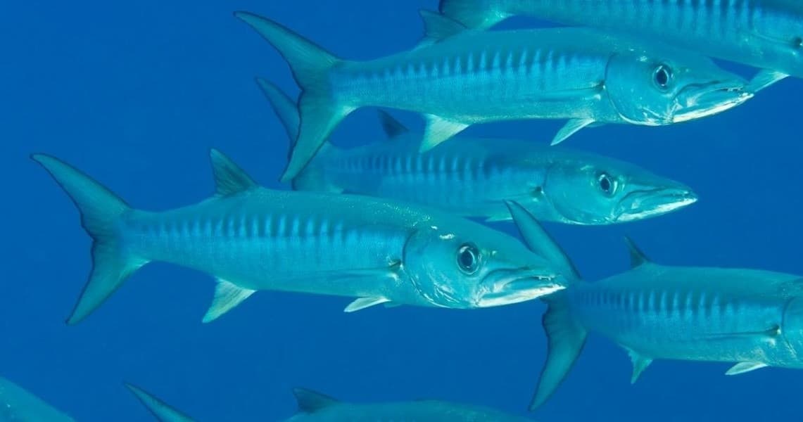Underwater Oahu fleet