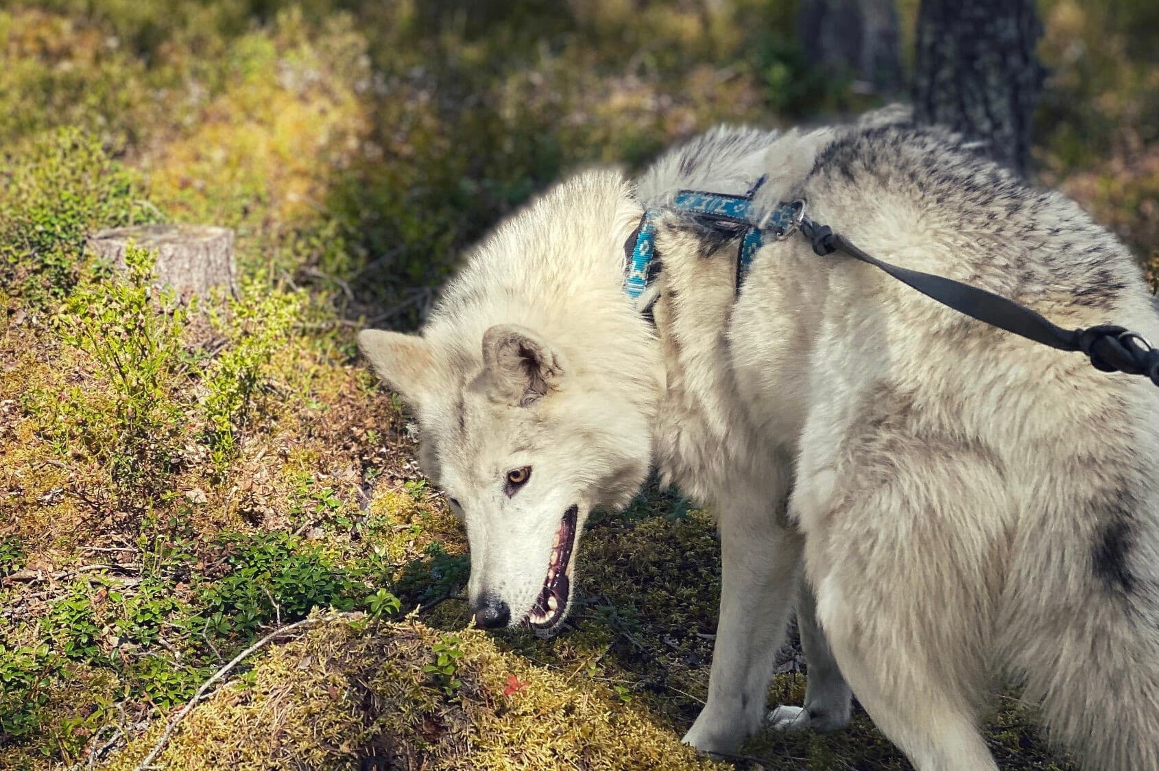 Face-to-Face with Arctic Wolfdogs: Private Sanctuary Walk in Lapland