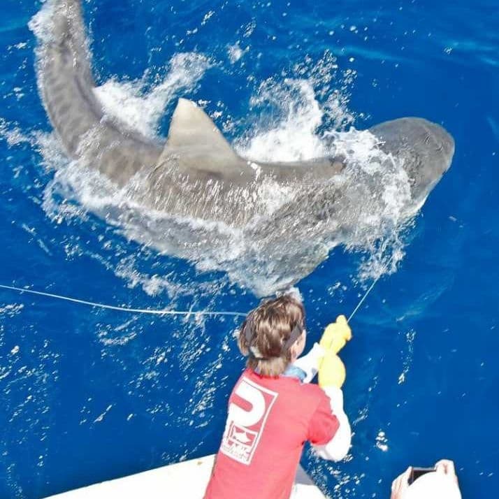 Private Shark Fishing Charter in Panama City Beach — Gulf Shark Trips & Big-Tackle Fishing