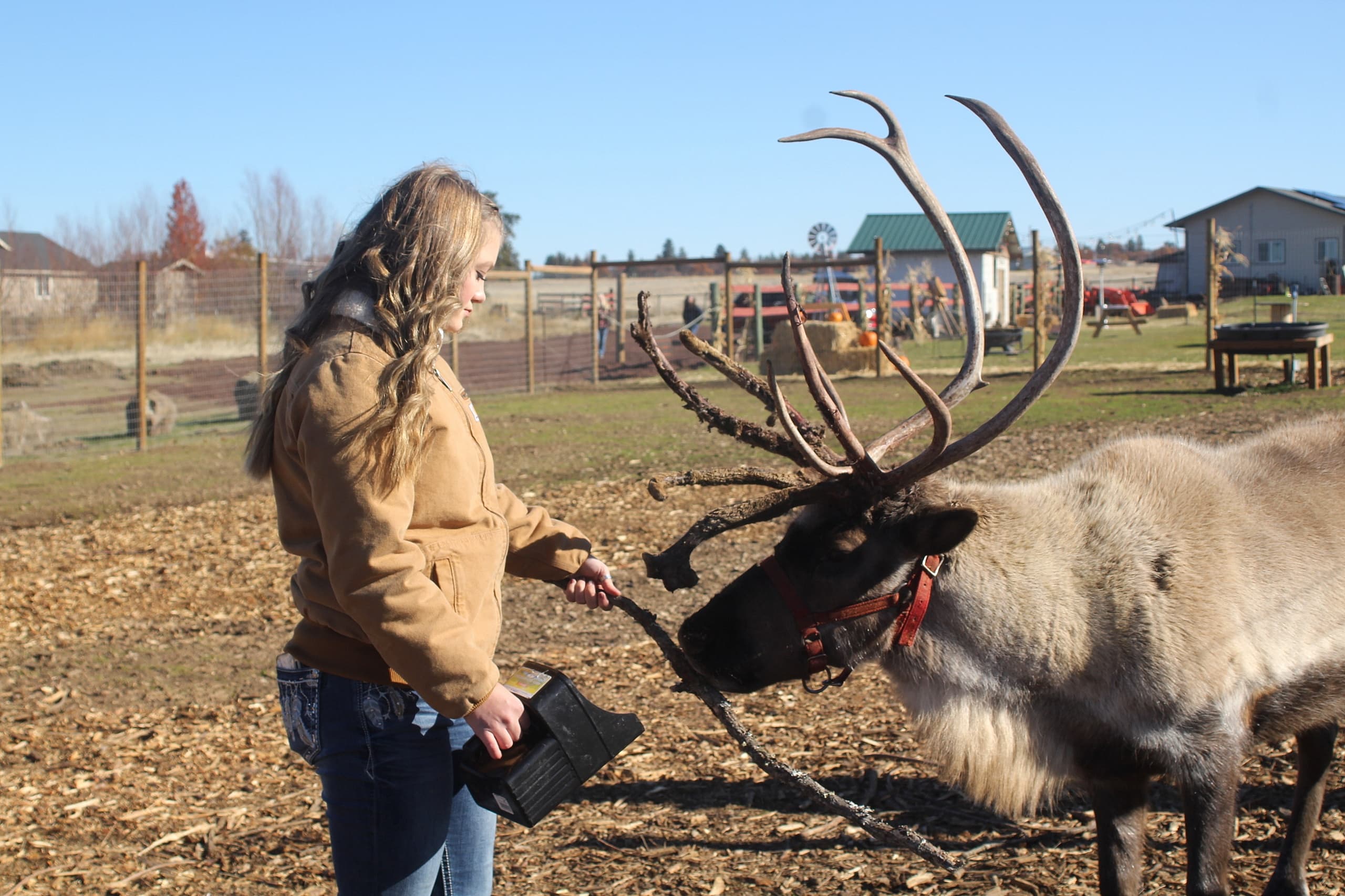Woman feeding reindeer on outdoor farm pasture experience