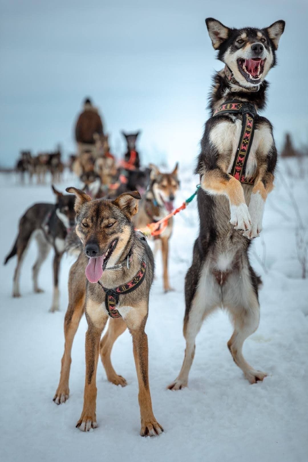 Dog Sledding & Wilderness Overnight with Dew Claw Kennel in Fairbanks