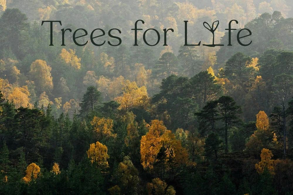Volunteer to Restore the Caledonian Forest: Trees for Life Day Projects from Edinburgh