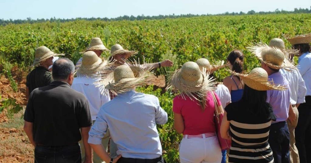 Huelva Vineyard Route with Farm Experiences & Tours