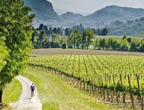 Cyclists pedaling through rolling vineyard hills and countryside