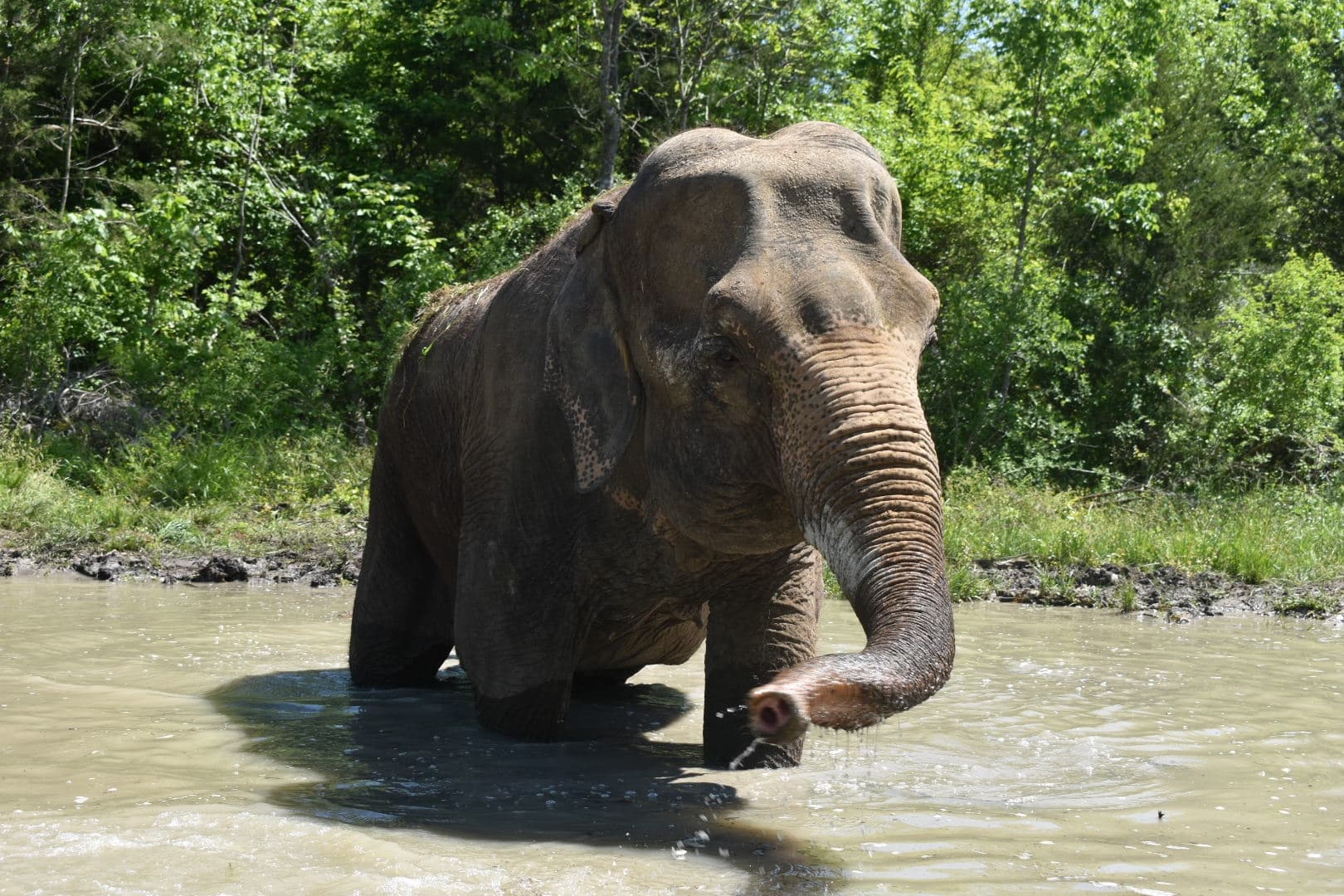 Wildlife & Conservation: Suzy's Celebration at Endangered Ark Foundation
