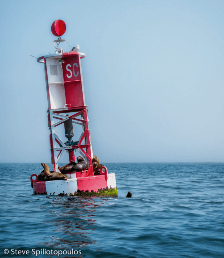 Sea lions resting on navigational buoy in open ocean