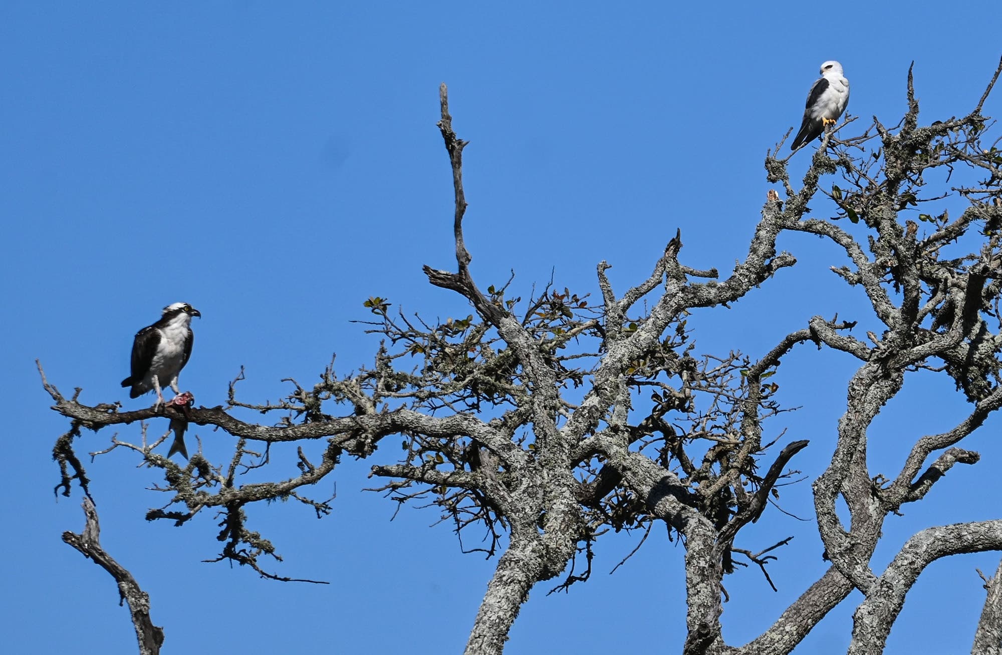 Birding & Nature Tours with Next Level Birding Virtual Workshops