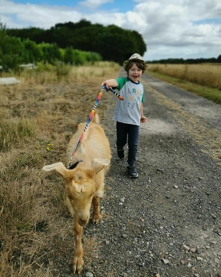 Child leading goat on rural gravel trail through fields