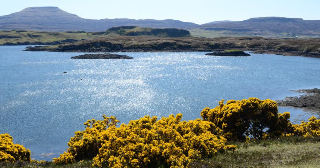 Coastal islands and gorse overlooking sparkling sea in Scotland