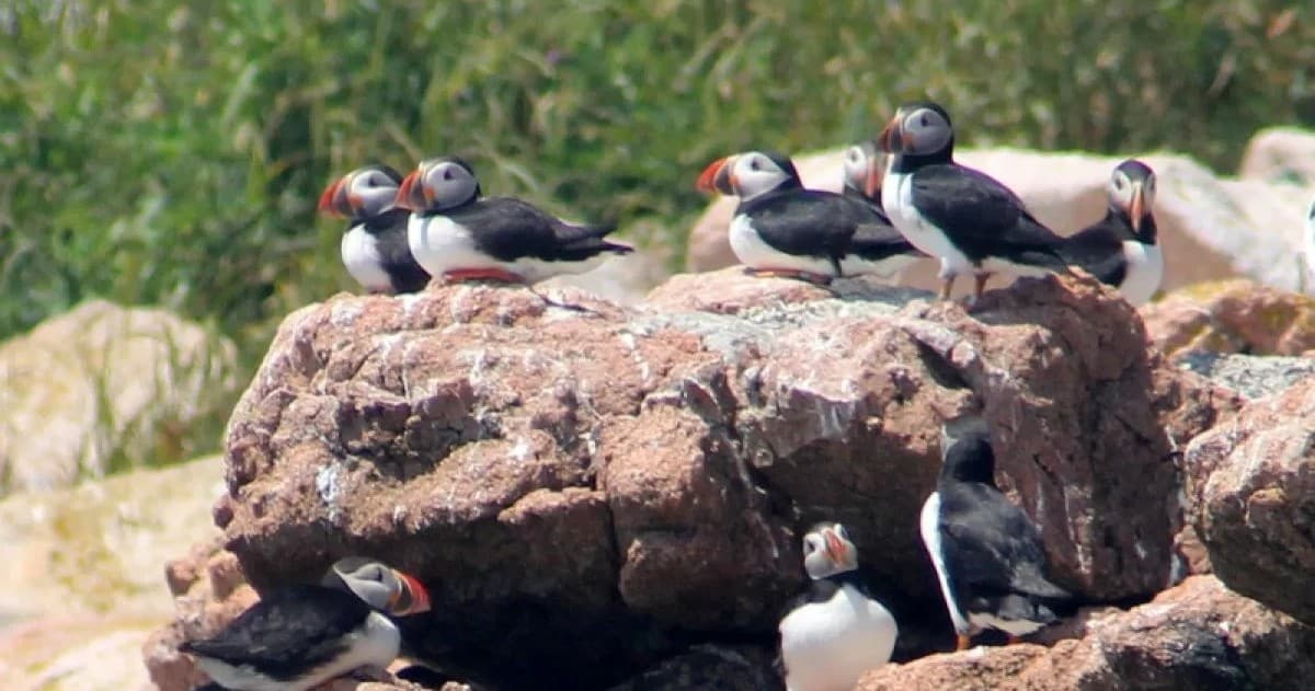 Wildlife & Marine Adventures with Public Puffin Cruise at Petit Manan