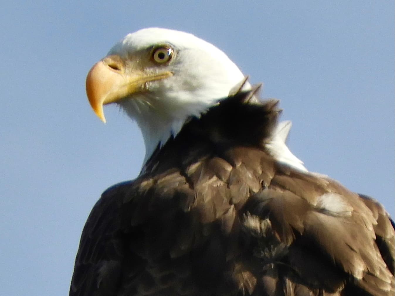 Beak and Talon: Epic Birding in Denver, Colorado