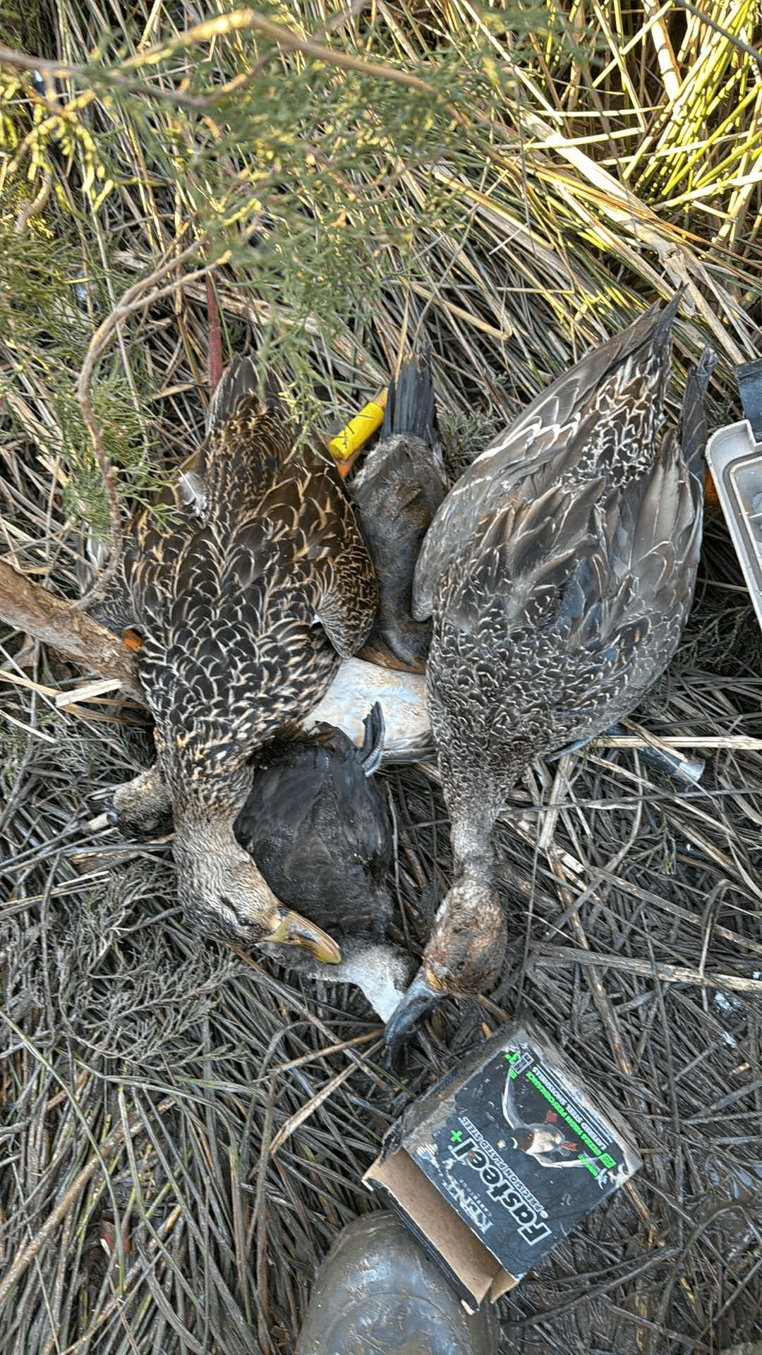 Wildlife in Jamestown, South Carolina