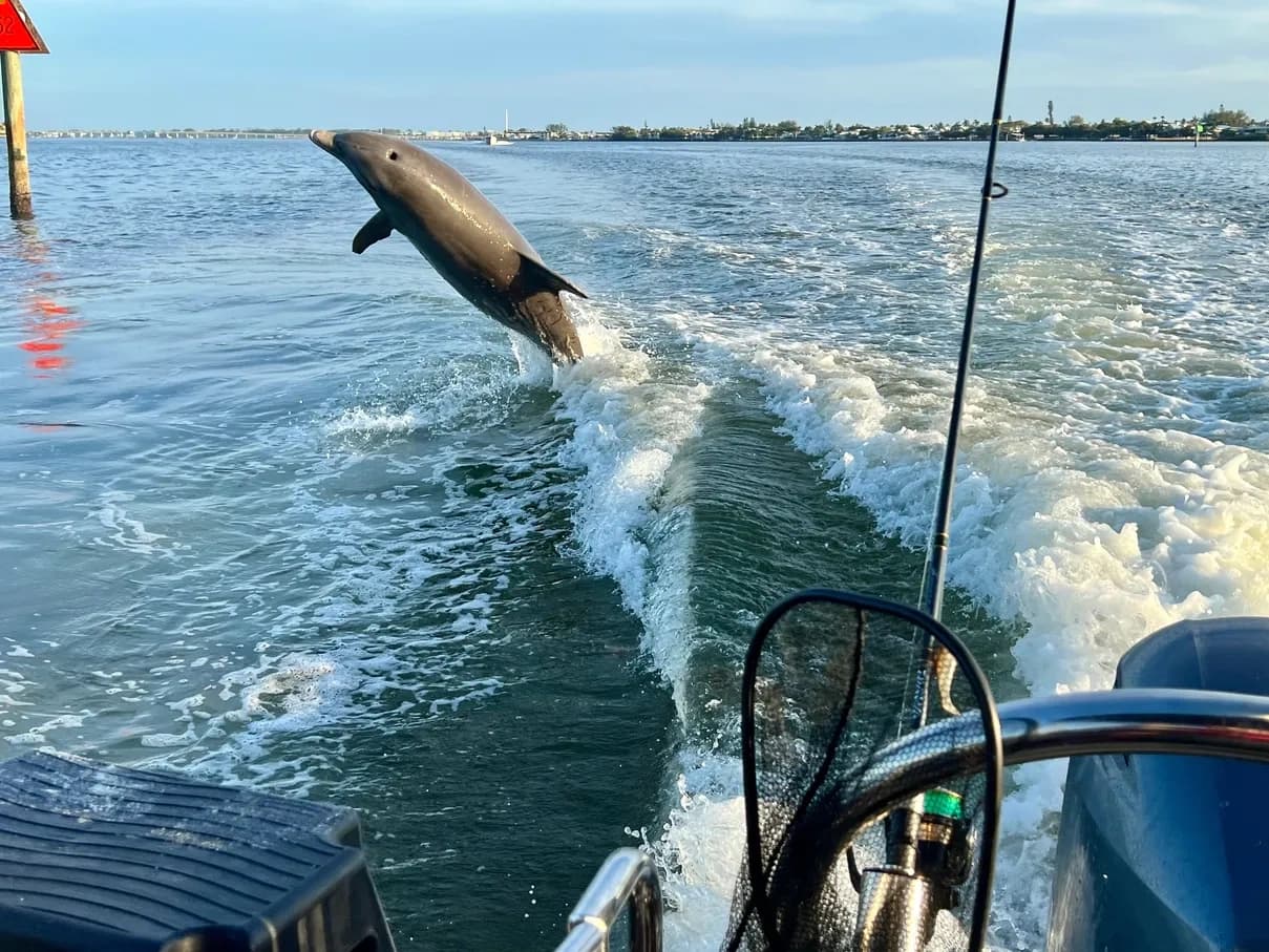 See Dolphins & More: Wildlife Tour in Holmes Beach, FL
