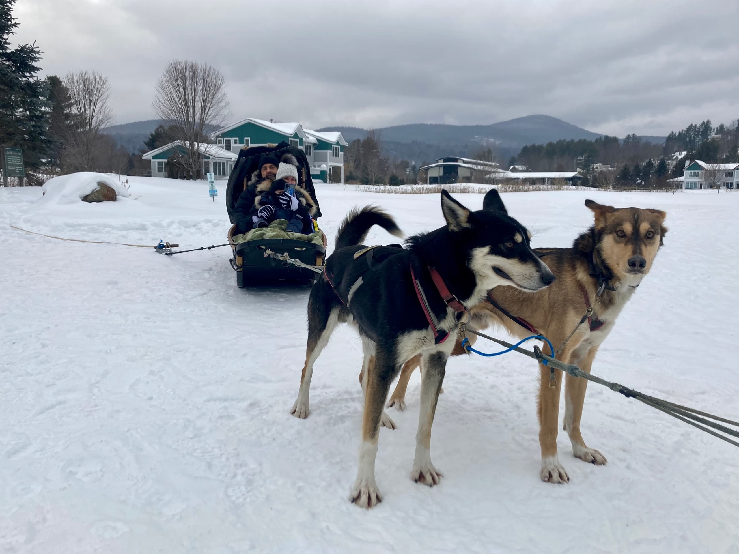 Experience an Unforgettable Evening Dog Sled Ride Near Stowe, Vermont