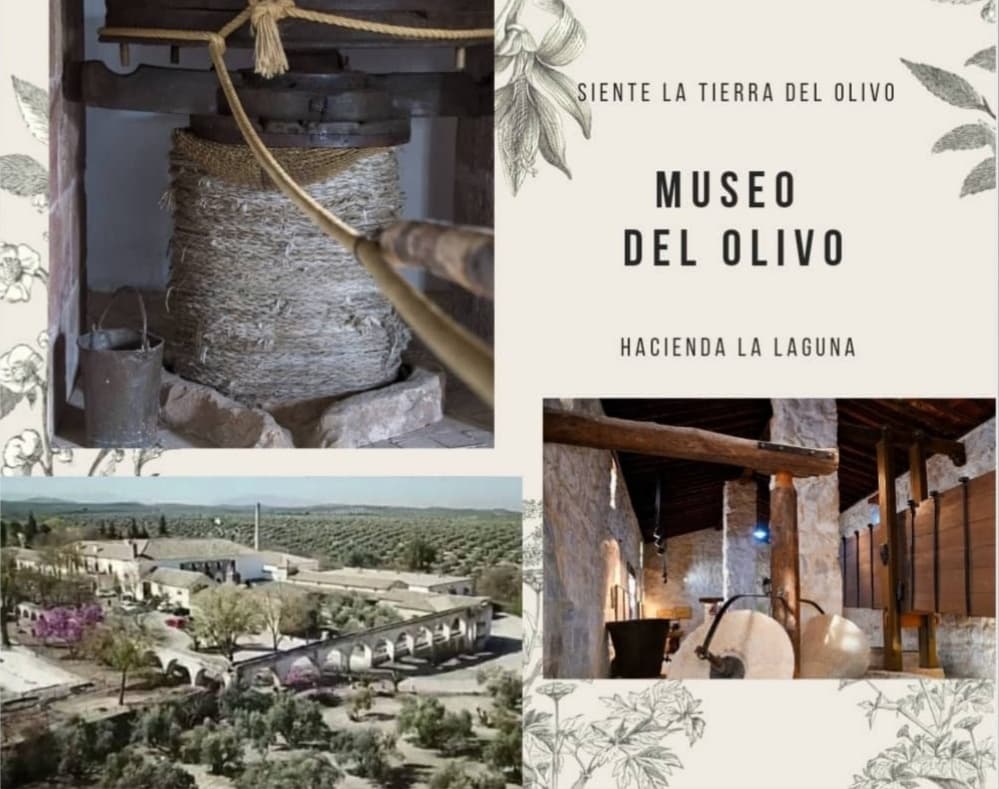 Scenic olive grove and hacienda views at Museo del Olivo