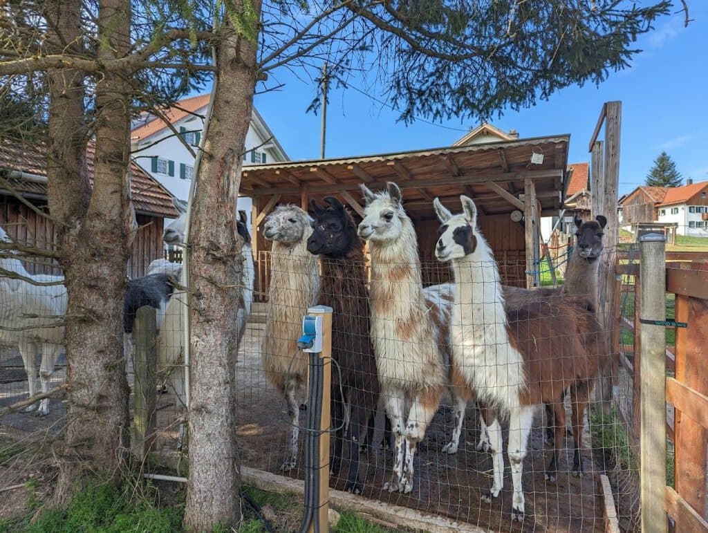 Land Adventures with WeldenerHof: relaxing dog walk retreat