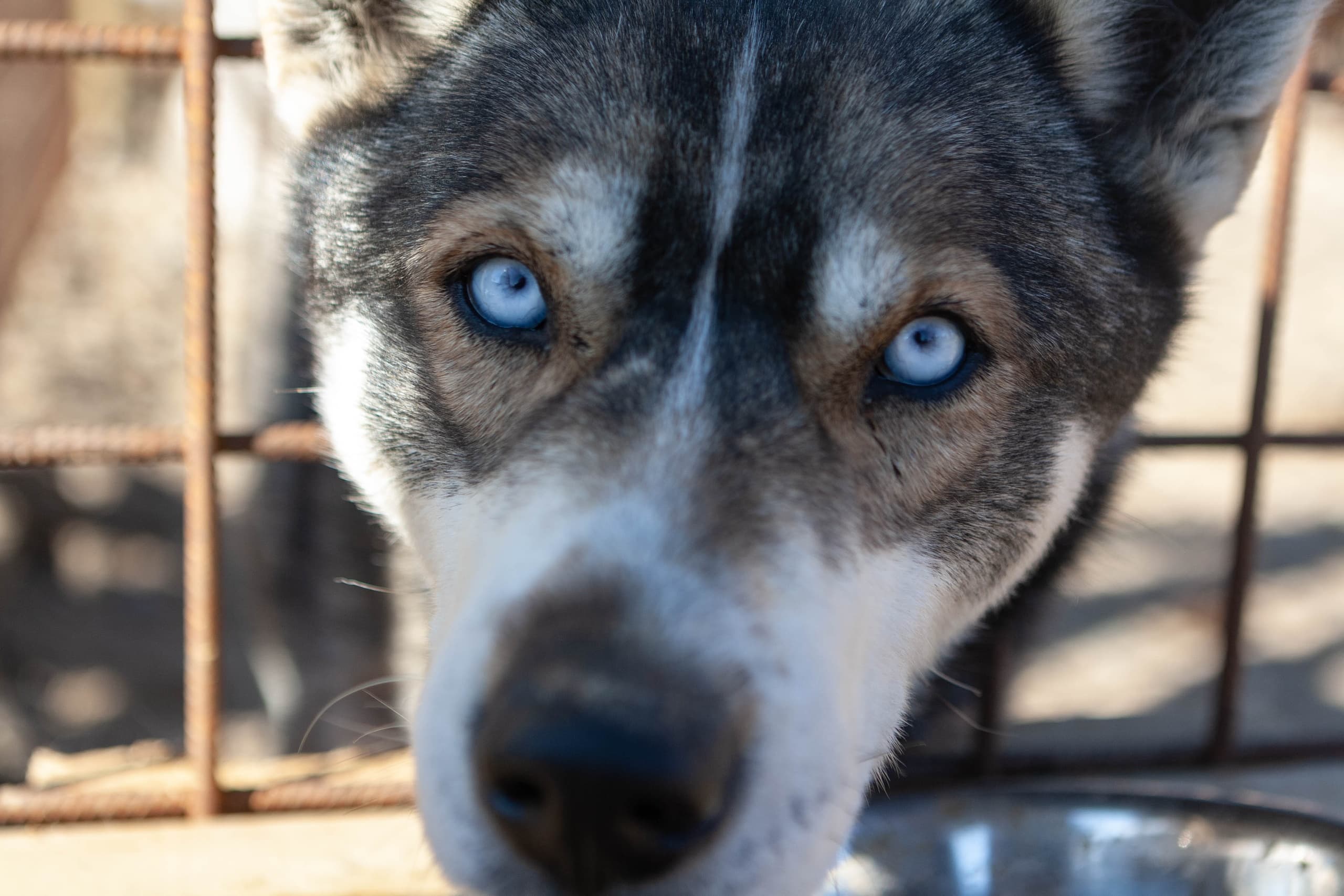 Winter Wildlife & Dog Sledding at Wilderness Hotel - Juutua