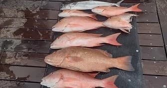 Florida Straits Sportfishing fleet
