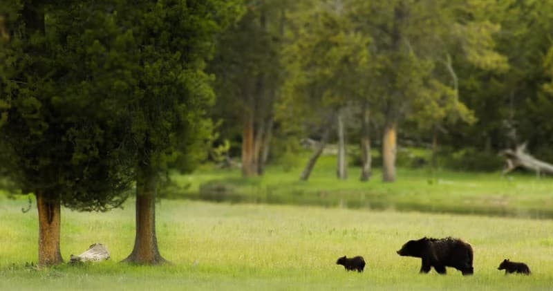 Wildlife in Mammoth, Wyoming