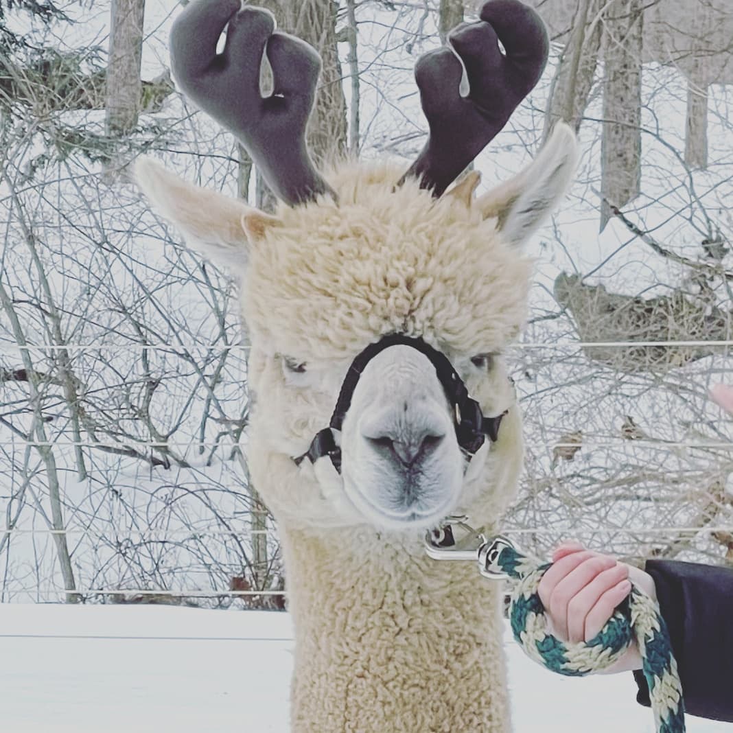 Alpaca S'mores & Campfire Experience in Blairstown, NJ