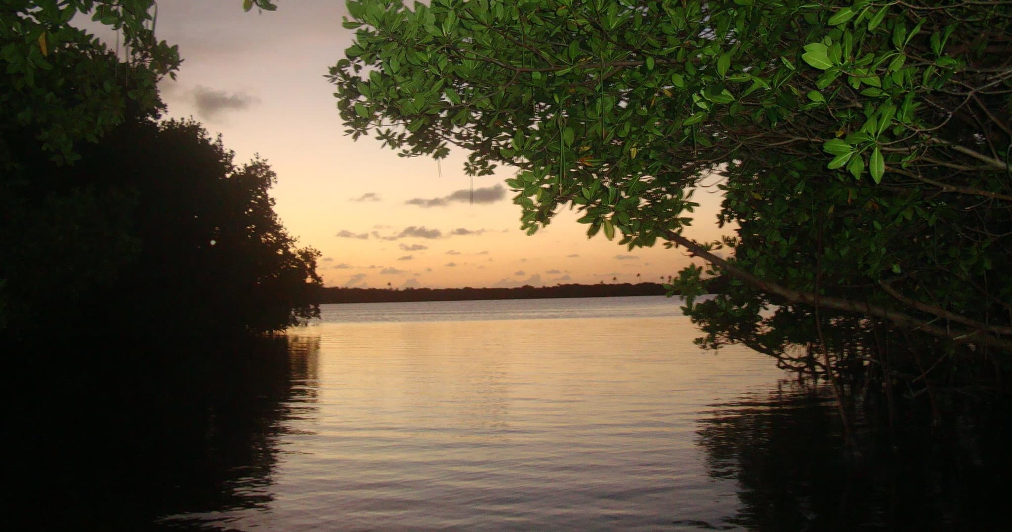 Sunset mangrove estuary view with calm water, paddling vibes