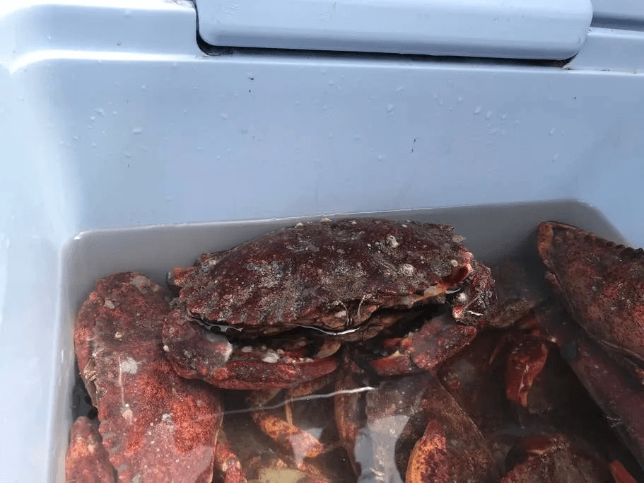 Freshly caught Dungeness crabs in cooler after San Francisco trip