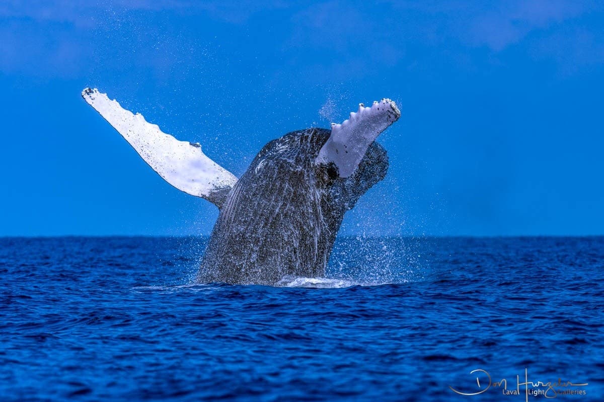 Close Encounters: Small-Group Whale Watching from Kawaihae Harbor photo 1