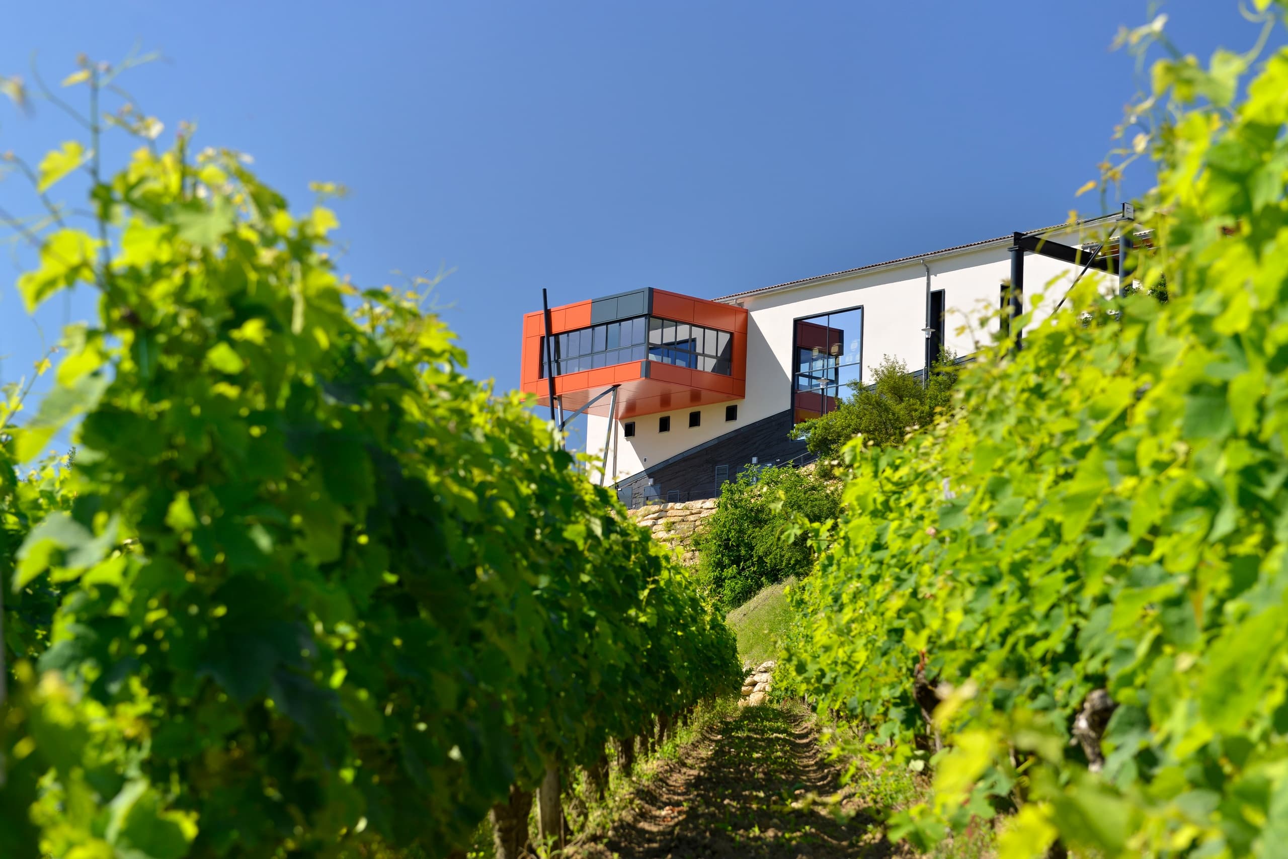 Wine Tasting & Discovery at Chateau la Croizille, Saint-Laurent-des-Combes