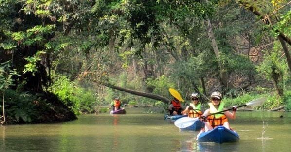 Guided kayaking trip through forested river, paddlers in action