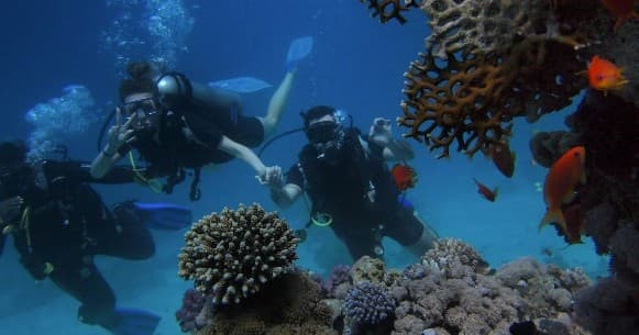 The Dive Boat Down Under fleet