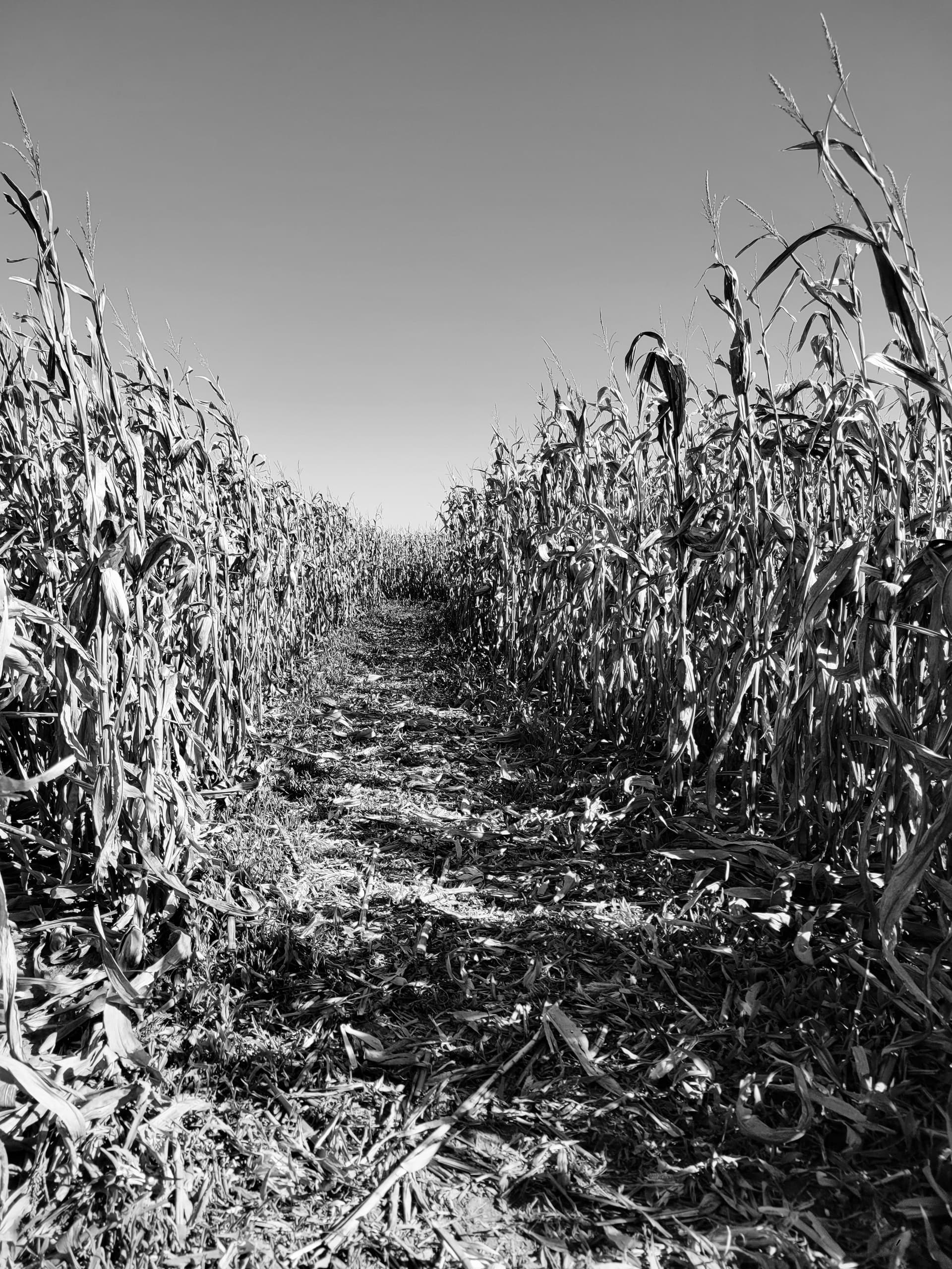 Thrills at Britt’s Farm Scary Maze in Manhattan KS