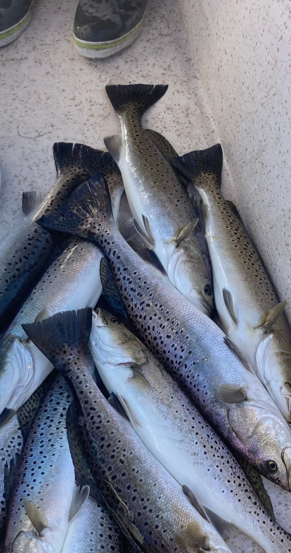 4 Hour Inshore Charter | Fishing in Cedar Point | Guided Tour, Water Activities, Eco Tour, Boat Tour, Sports