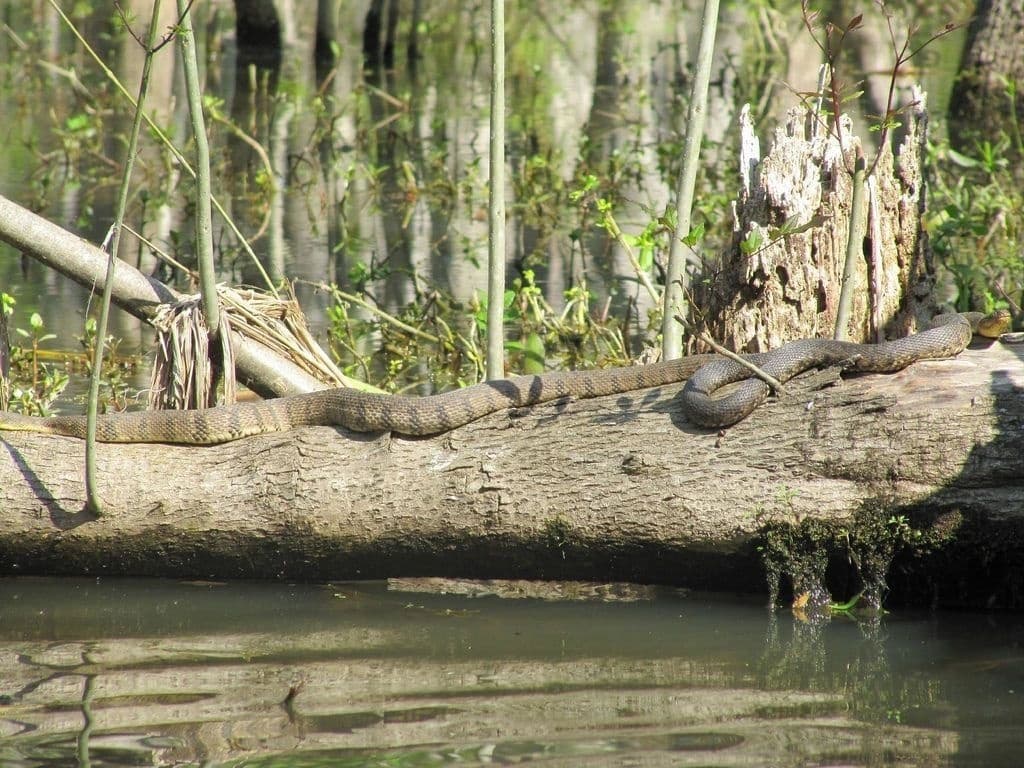 Wetlands & Wildlife: River View Swamp Tours in Louisiana