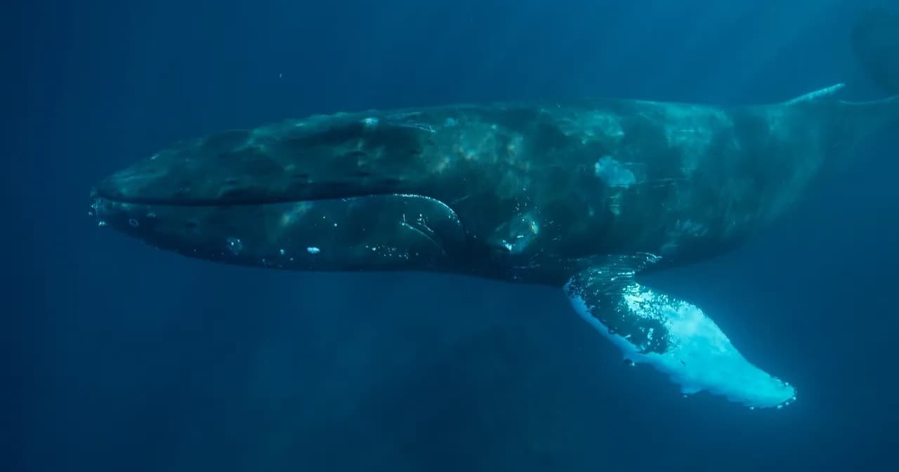 Whale Watch in Spring Valley, California