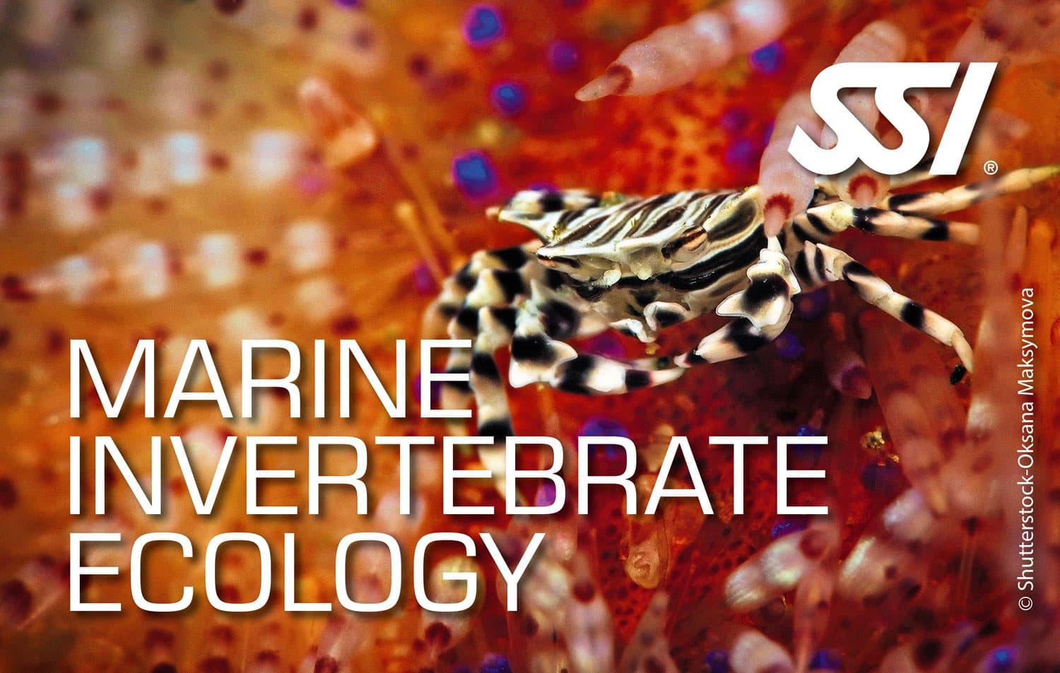 SSI Marine Invertebrate Ecology Course on Ramrod Key: Learn Reef Life