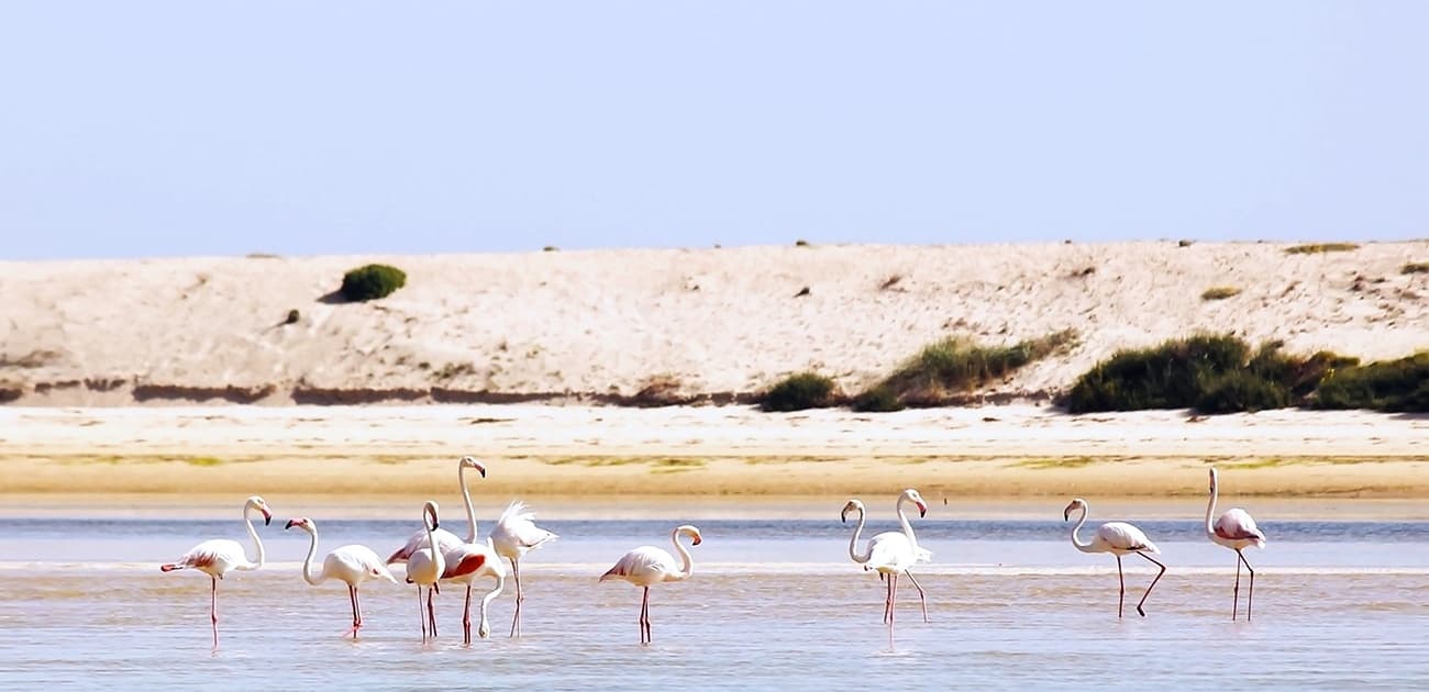 Birdwatching Adventure with Algarve Nature Tours