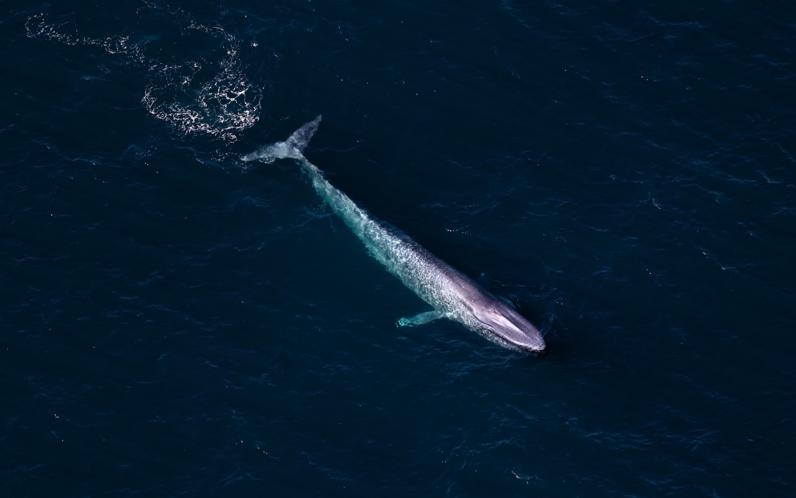 Aerial view of sperm whale swimming in deep blue ocean