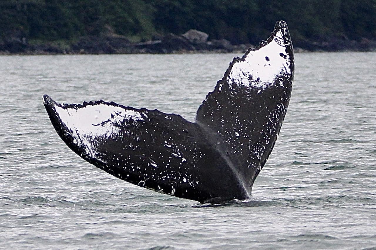 Humpback whale fluke rising above calm Alaska coastal water