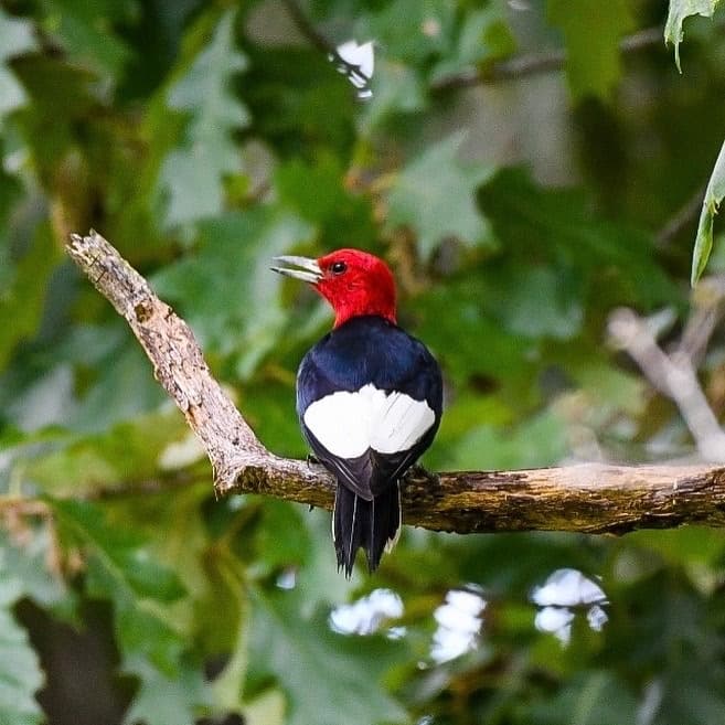 Red-headed bird perched on branch in coastal woodland, Beaufort