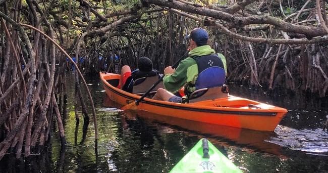 Kayaking Mangrove Tunnel Tour in Everglades