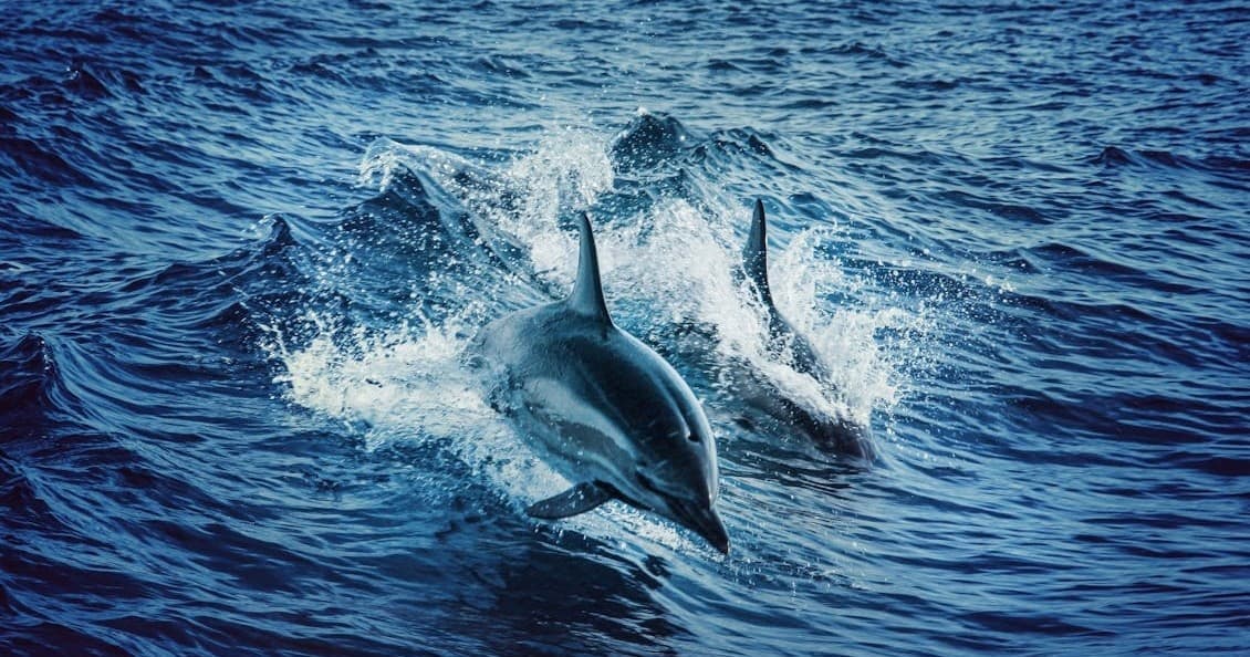 Dolphin Tour with Rebel Water Sports in Fort Myers Beach