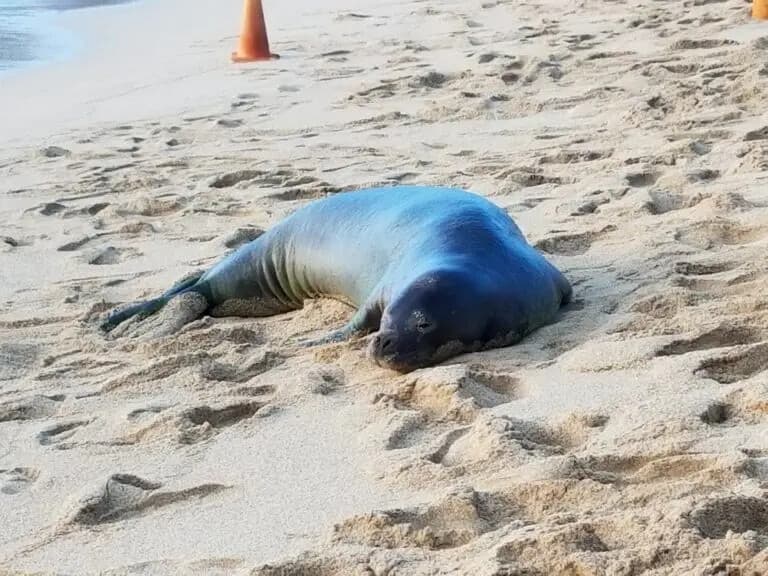 Hanauma Bay Experience Package: Skip-the-Line Access to Oahu Marine Playground photo 3
