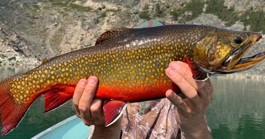 Angler holding colorful brook trout trophy on mountain lake