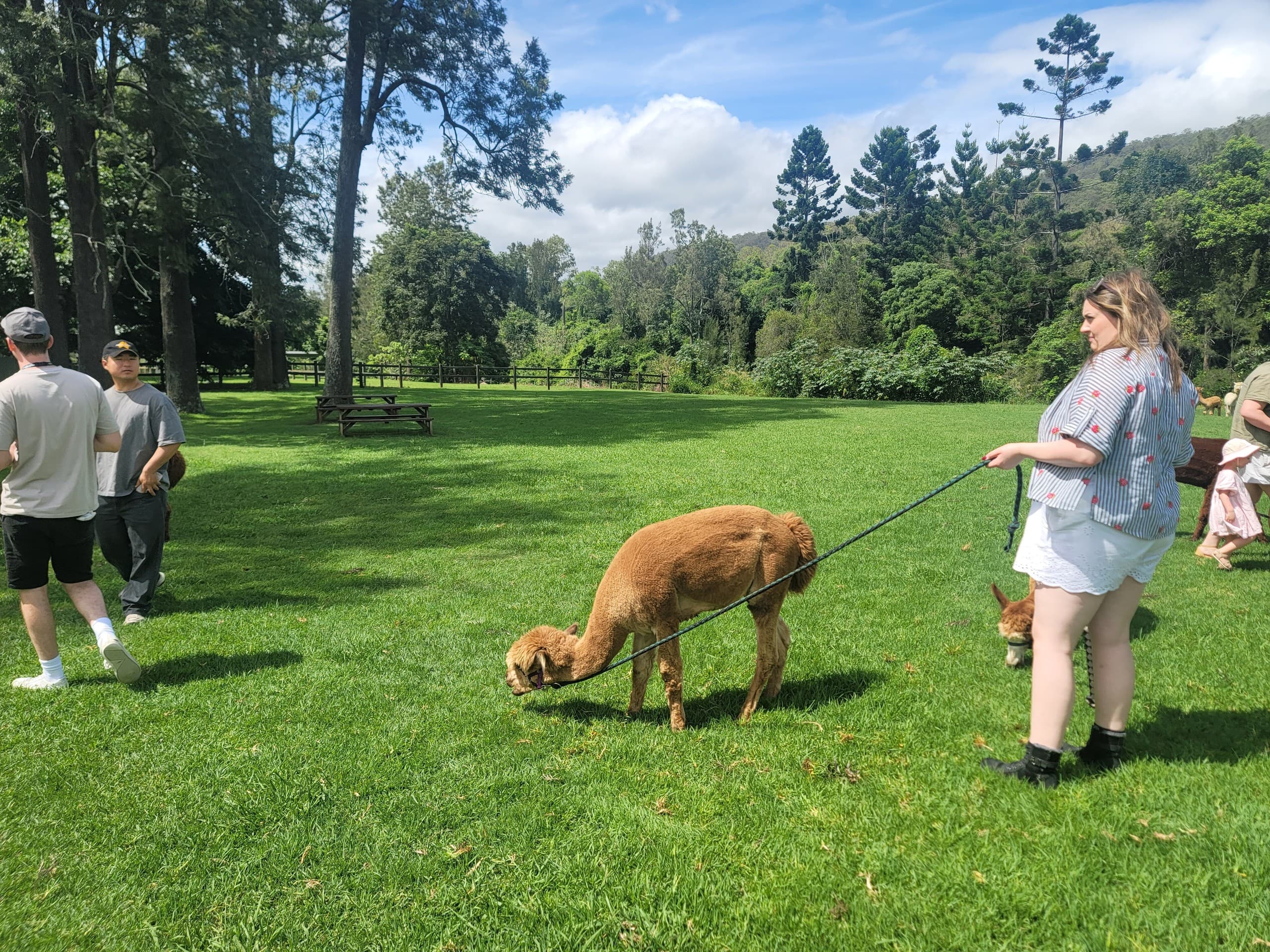O’Reilly National Park & Tamborine Mountain: Canopy Walks, Alpacas and Wineries from Brisbane photo 4