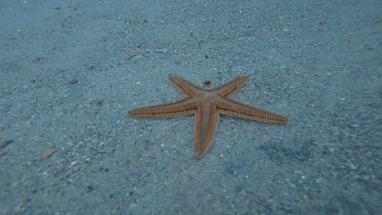 Kid's Snorkel Tour by Snorkel South Florida LLC in Riviera Beach